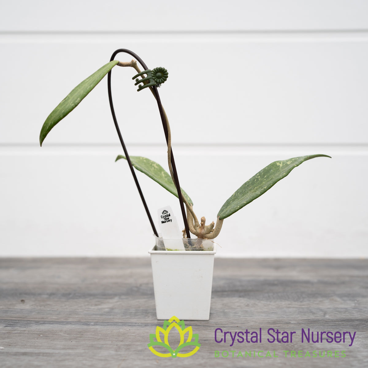 Hoya sp. Loei Province