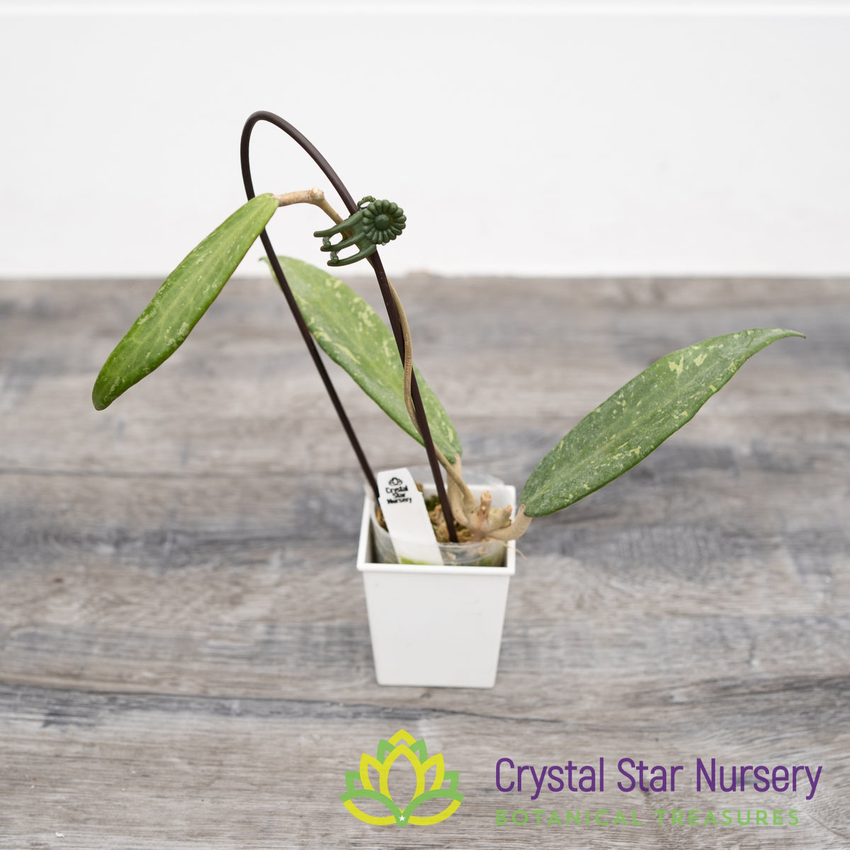 Hoya sp. Loei Province