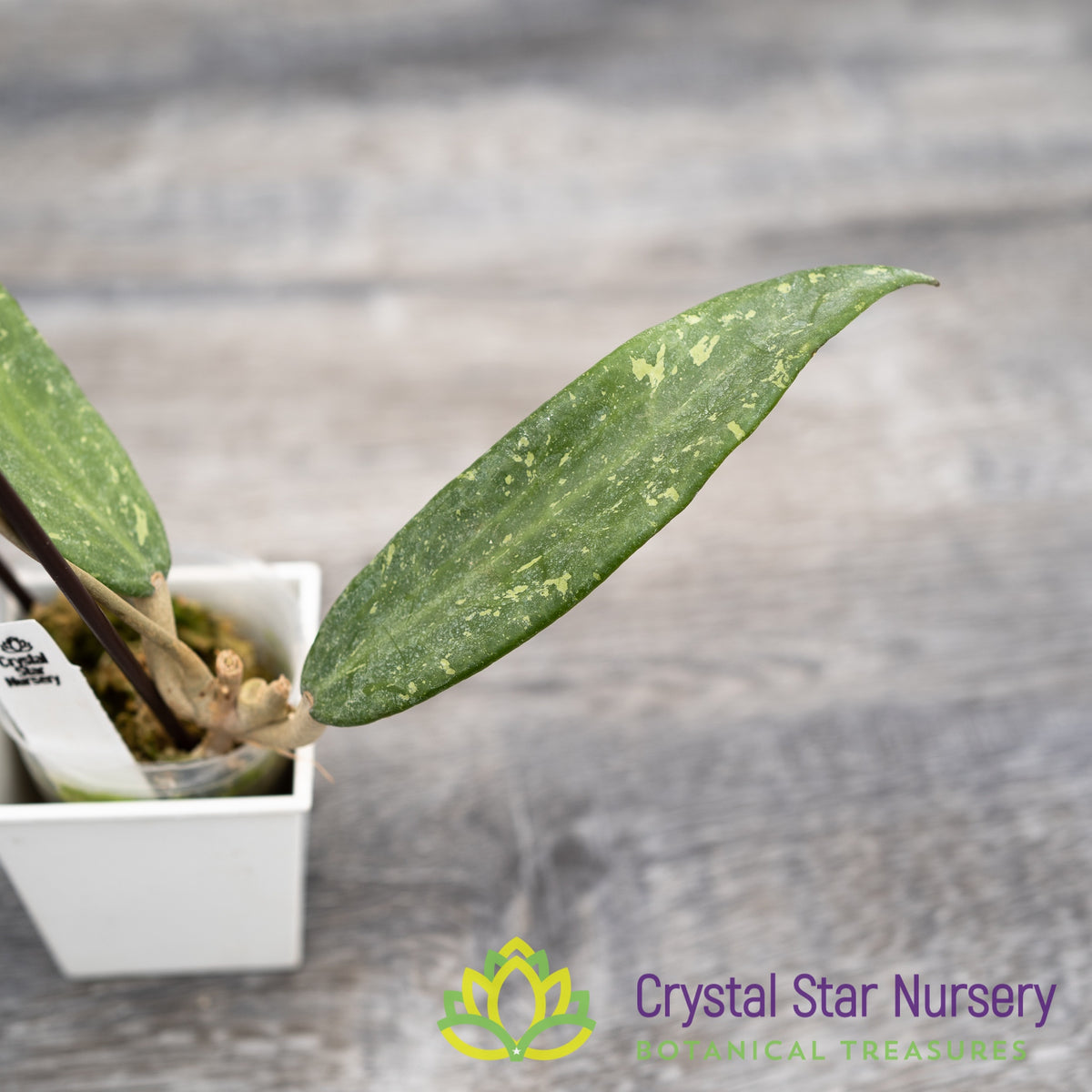 Hoya sp. Loei Province