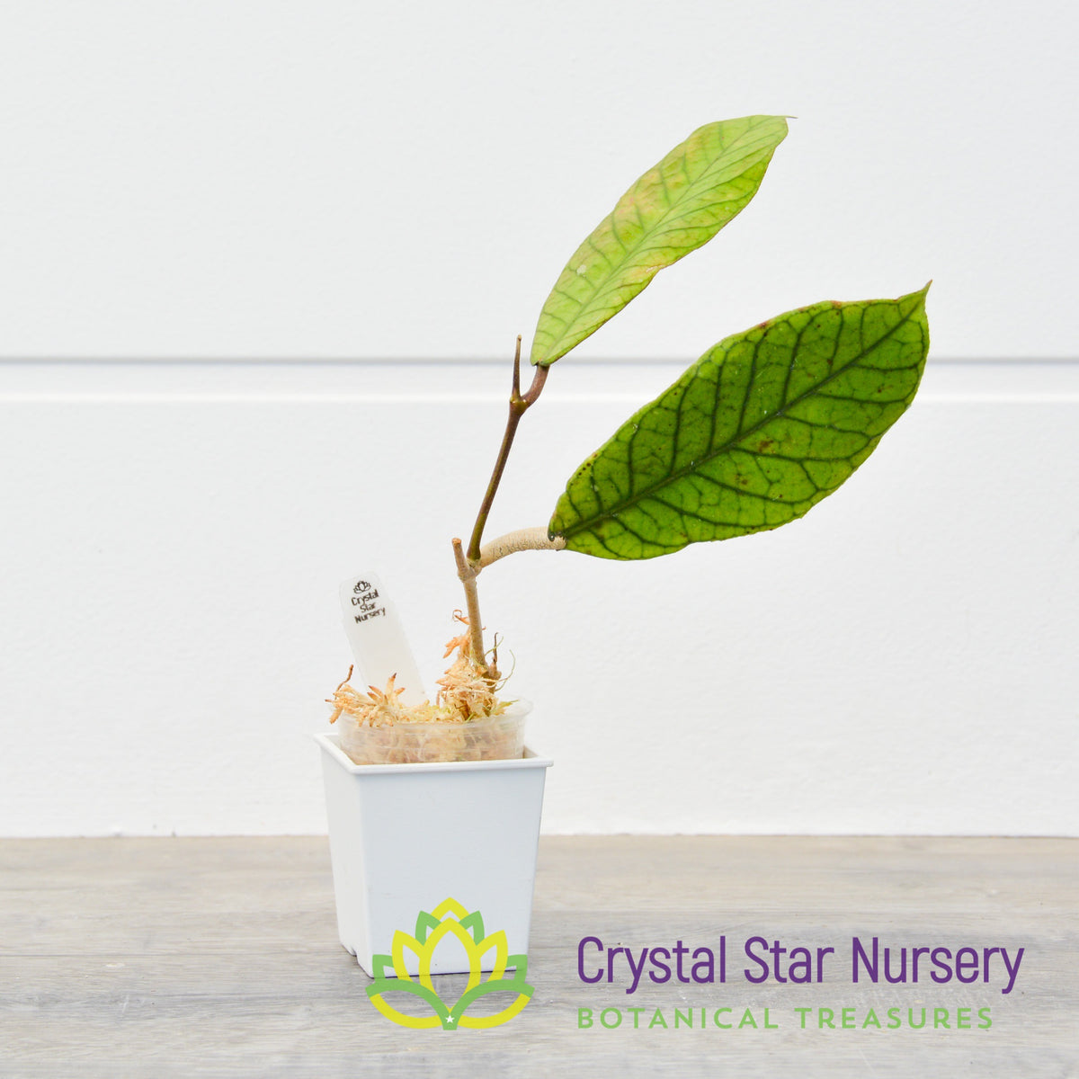 Hoya sp Indonesia RP13
