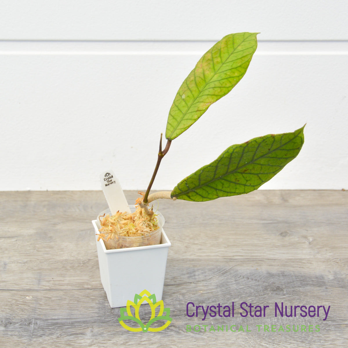 Hoya sp Indonesia RP13