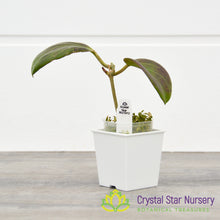 Hoya sp PNG SV 432