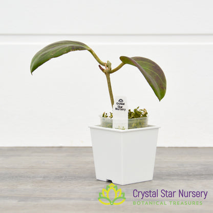 Hoya sp PNG SV 432