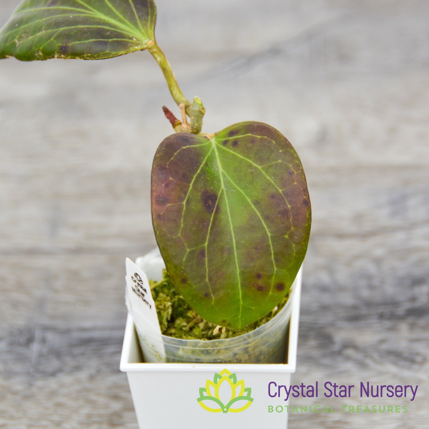 Hoya sp PNG SV 432