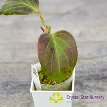 Hoya sp PNG SV 432