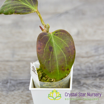 Hoya sp PNG SV 432