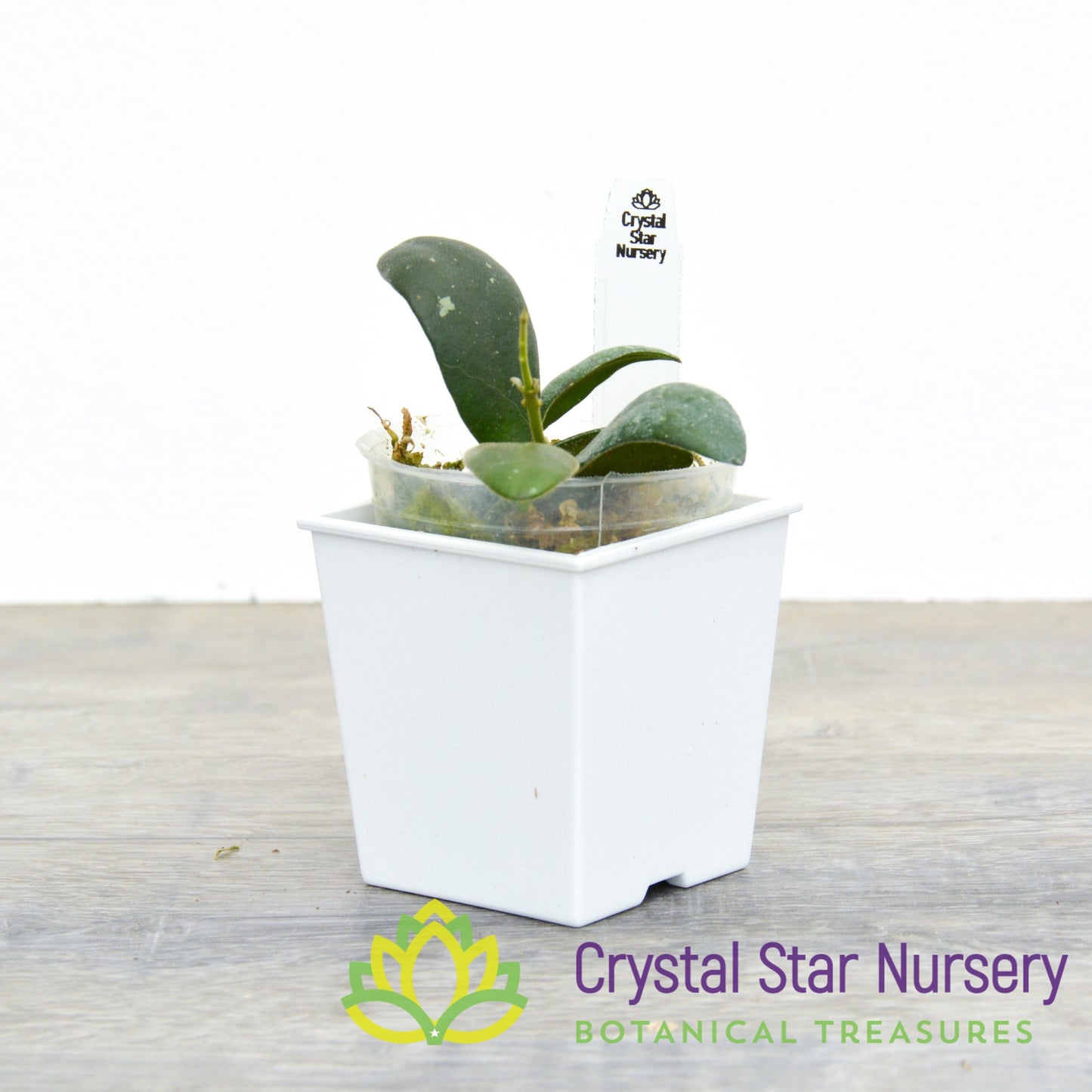 Hoya  sp VL9