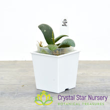 Hoya  sp VL9