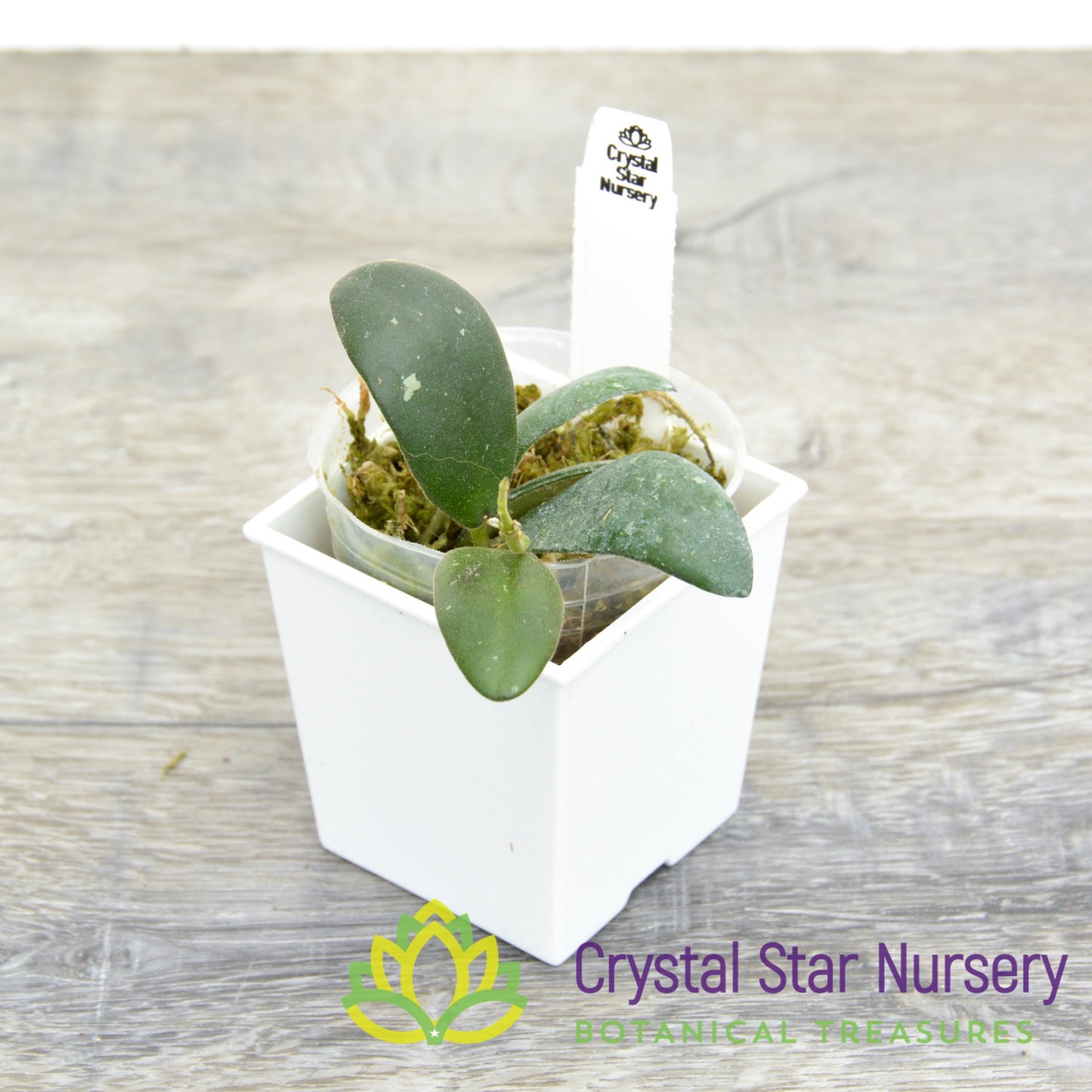 Hoya  sp VL9