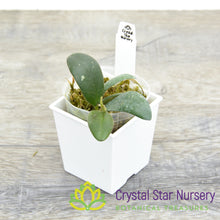 Hoya  sp VL9