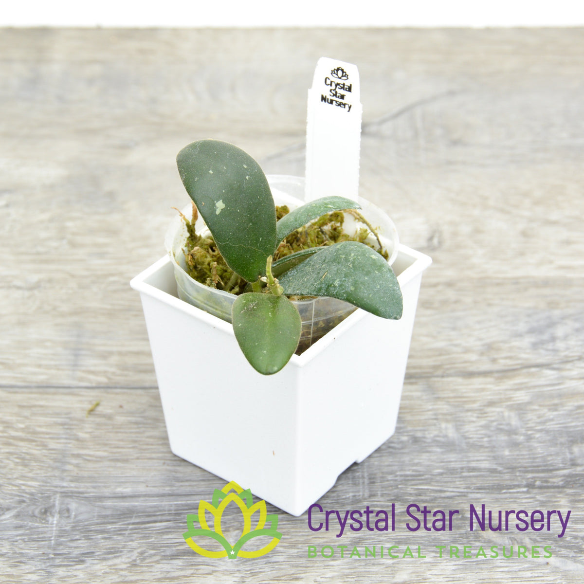Hoya  sp VL9