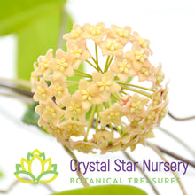 Hoya sp. PNG SV 422