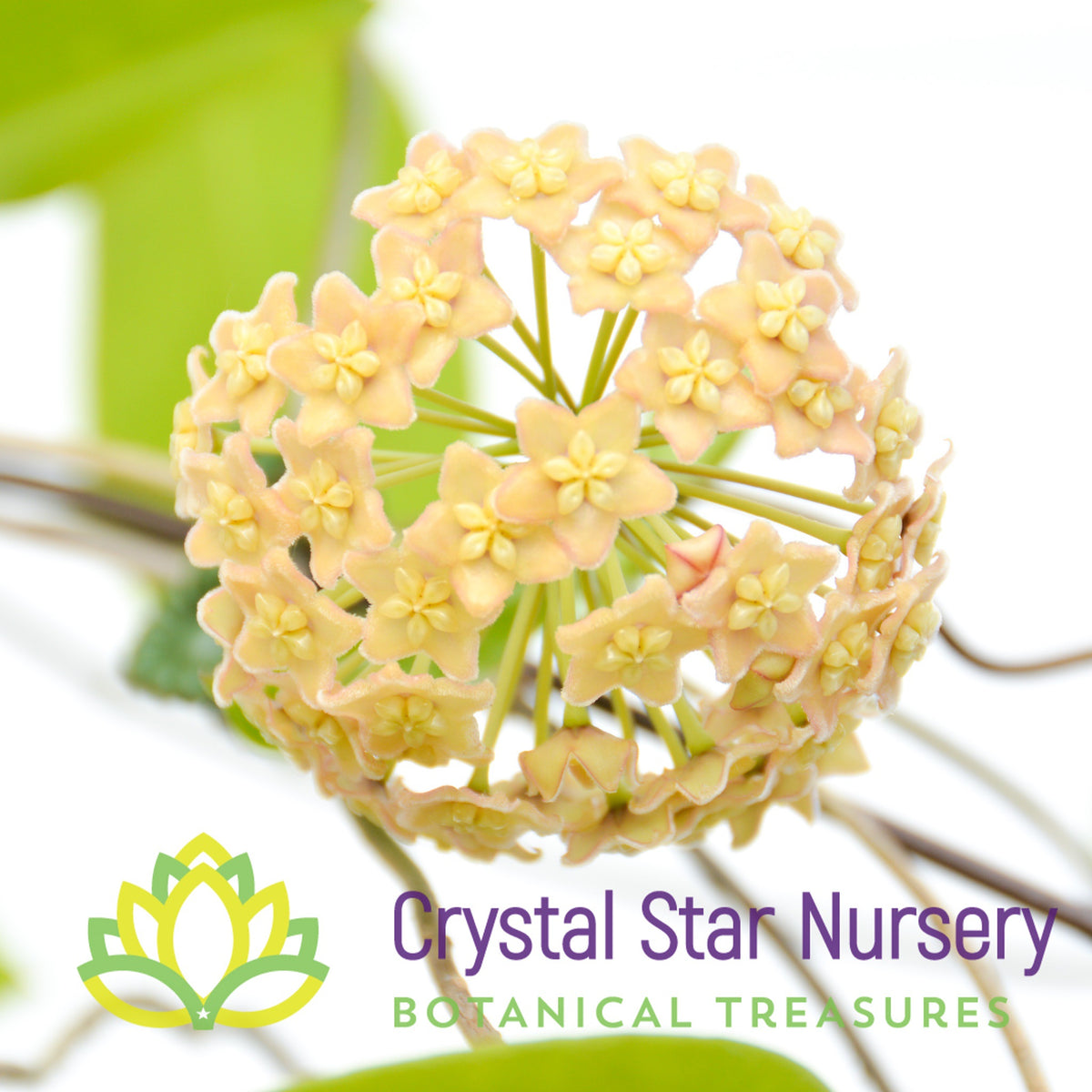 Hoya sp. PNG SV 422