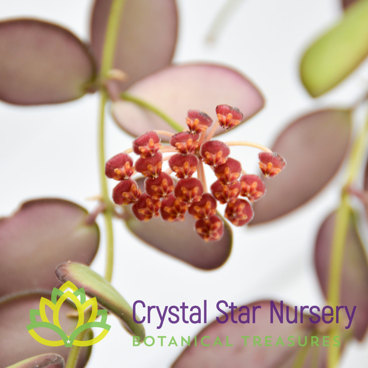 Hoya sp aff. burtoniae