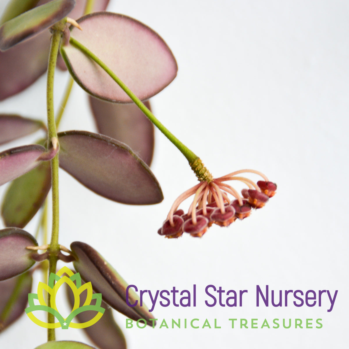 Hoya sp aff. burtoniae