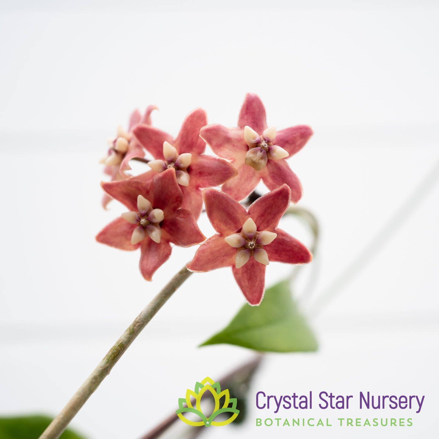 Hoya subcalva