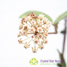 Hoya verticillata (black margin)
