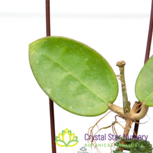 Hoya verticillata (black margin)