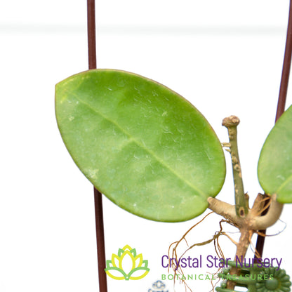 Hoya verticillata (black margin)