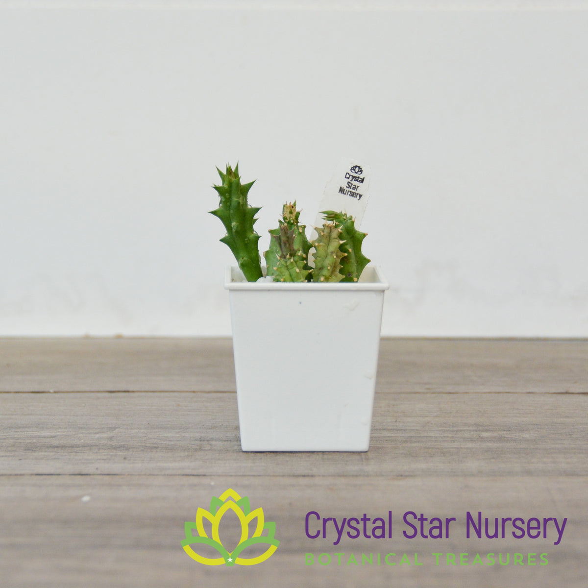 Huernia sp