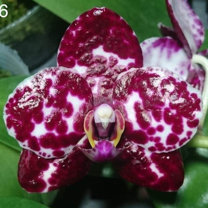 Phalaenopsis Mituo Sunrise &#39;Mituo #3&#39; &#39;Red Beans&#39; (MCL136)