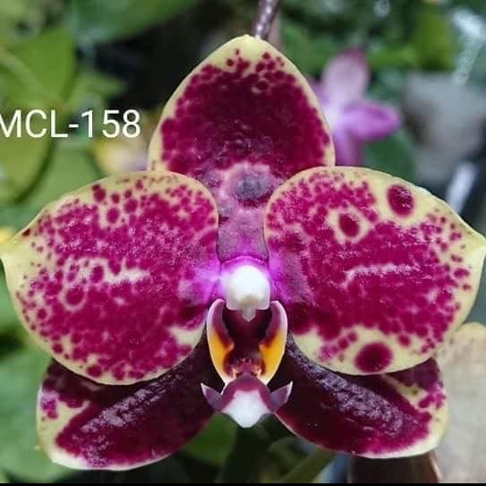 Phalaenopsis Mituo Reflex DD &#39;Mituo #21&#39; (MCL158)