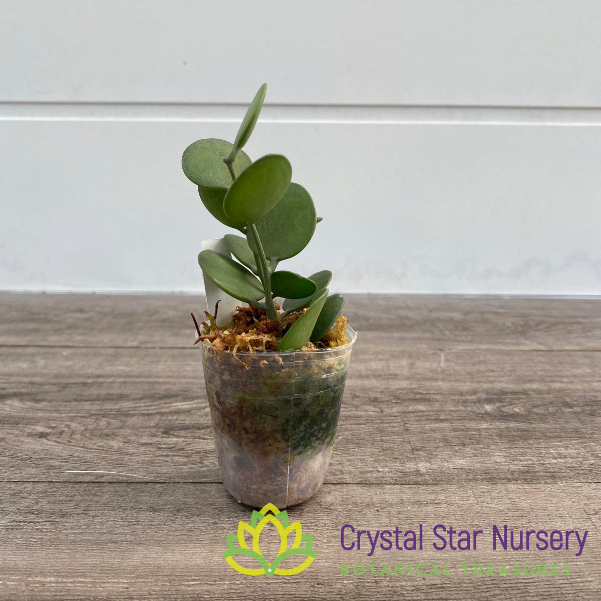 Xerosicyos Danguyi Silver Dollar Vine &quot;Penny Plant&quot;