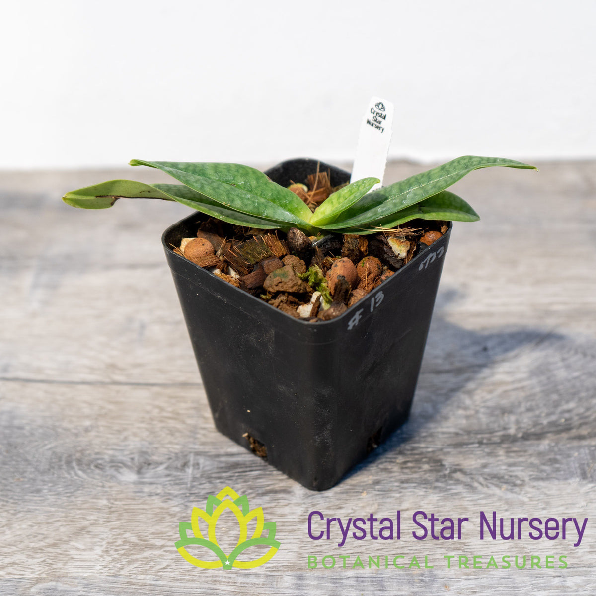 Paphiopedilum Magic Lantern X Emersonii (13)