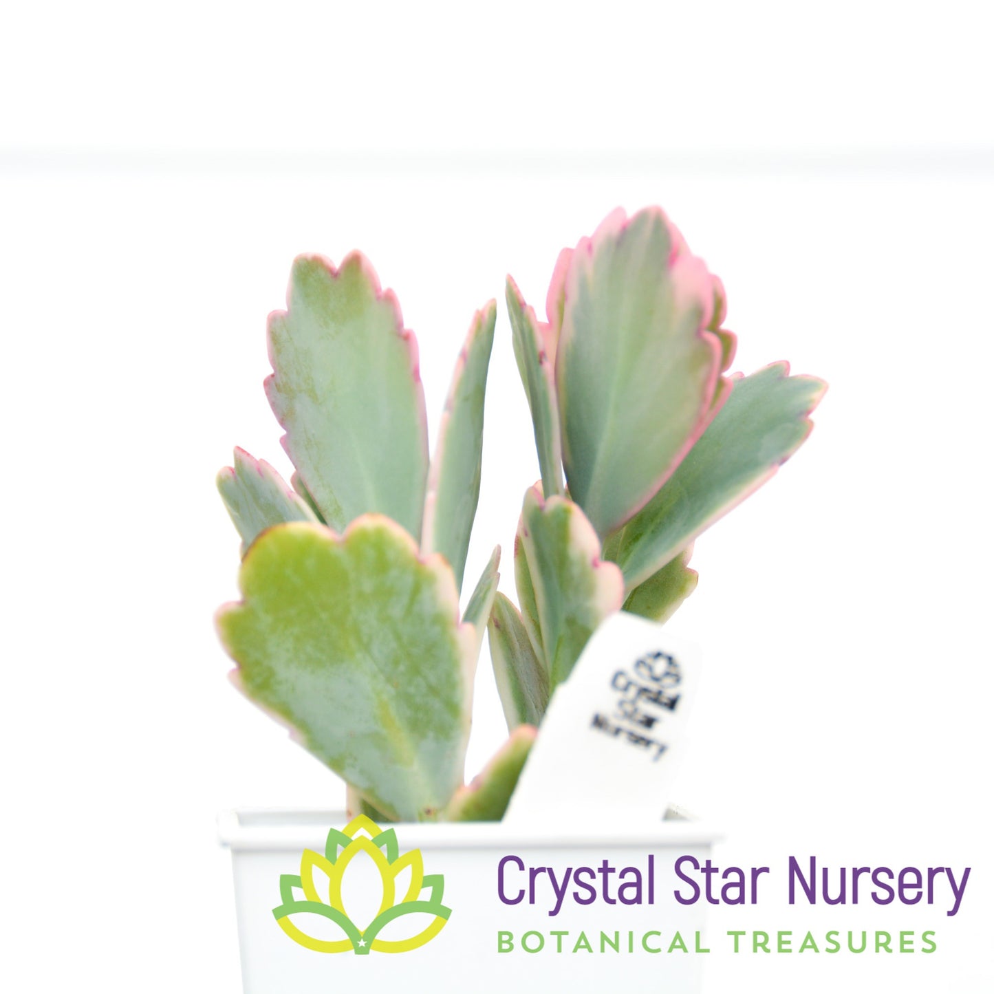Kalanchoe fedtschenkoi