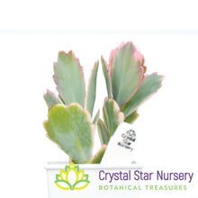 Kalanchoe fedtschenkoi