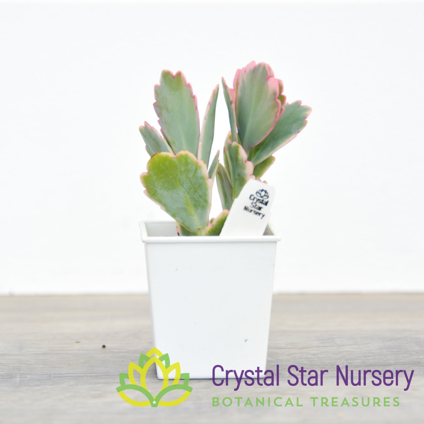 Kalanchoe fedtschenkoi