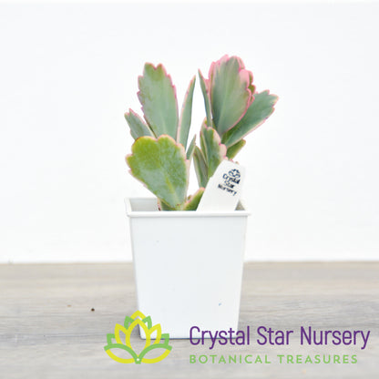Kalanchoe fedtschenkoi