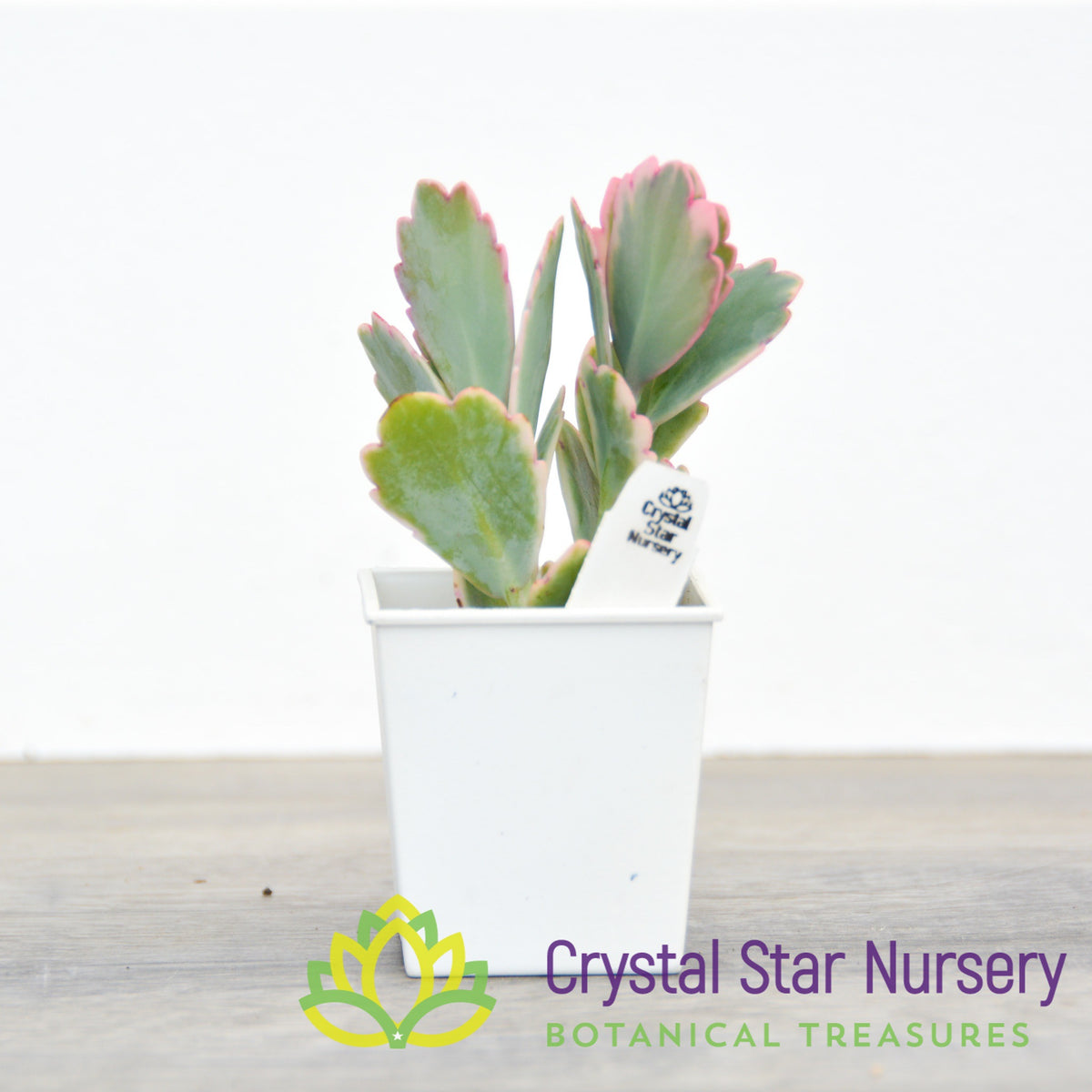 Kalanchoe Fedtschenkoi