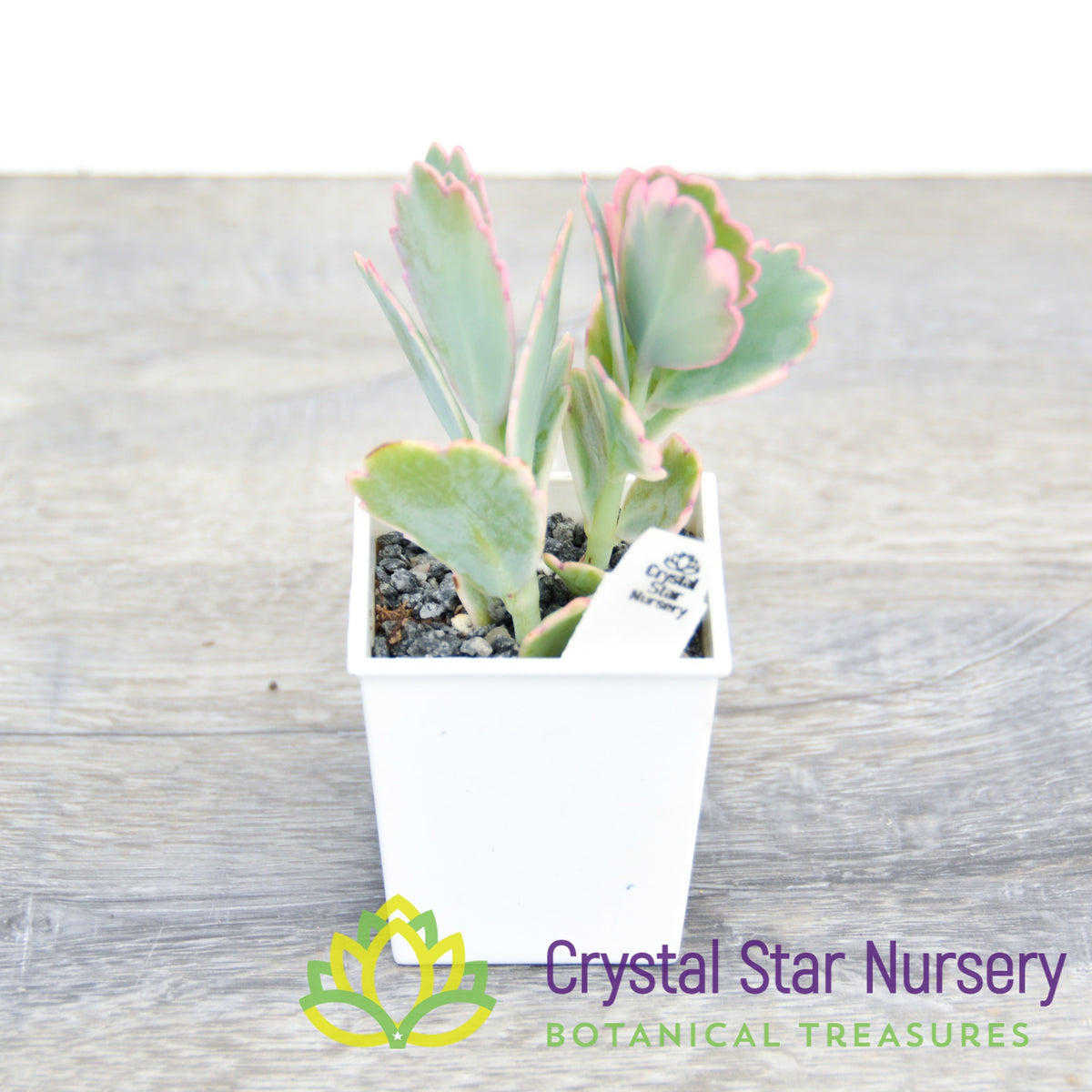 Kalanchoe Fedtschenkoi