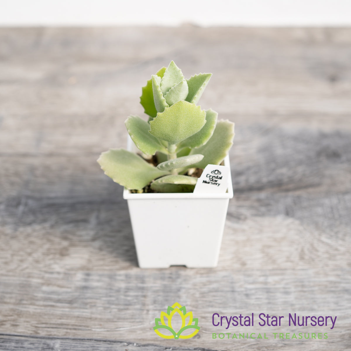 Kalanchoe Millotii