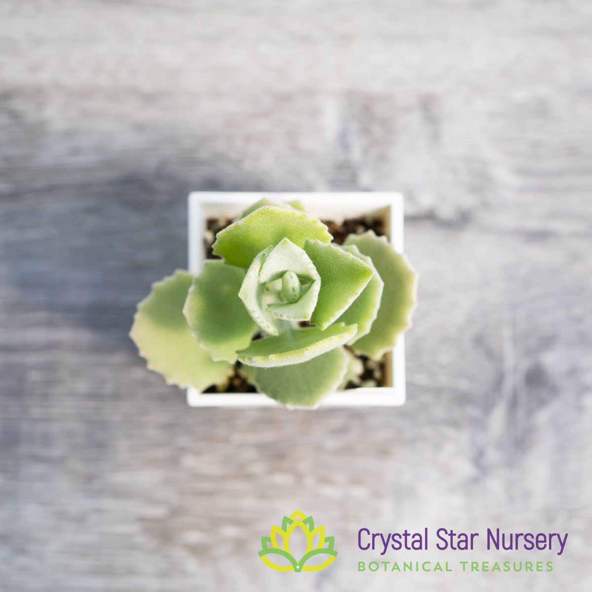 Kalanchoe Millotii