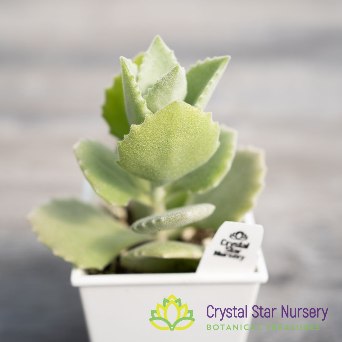 Kalanchoe Millotii
