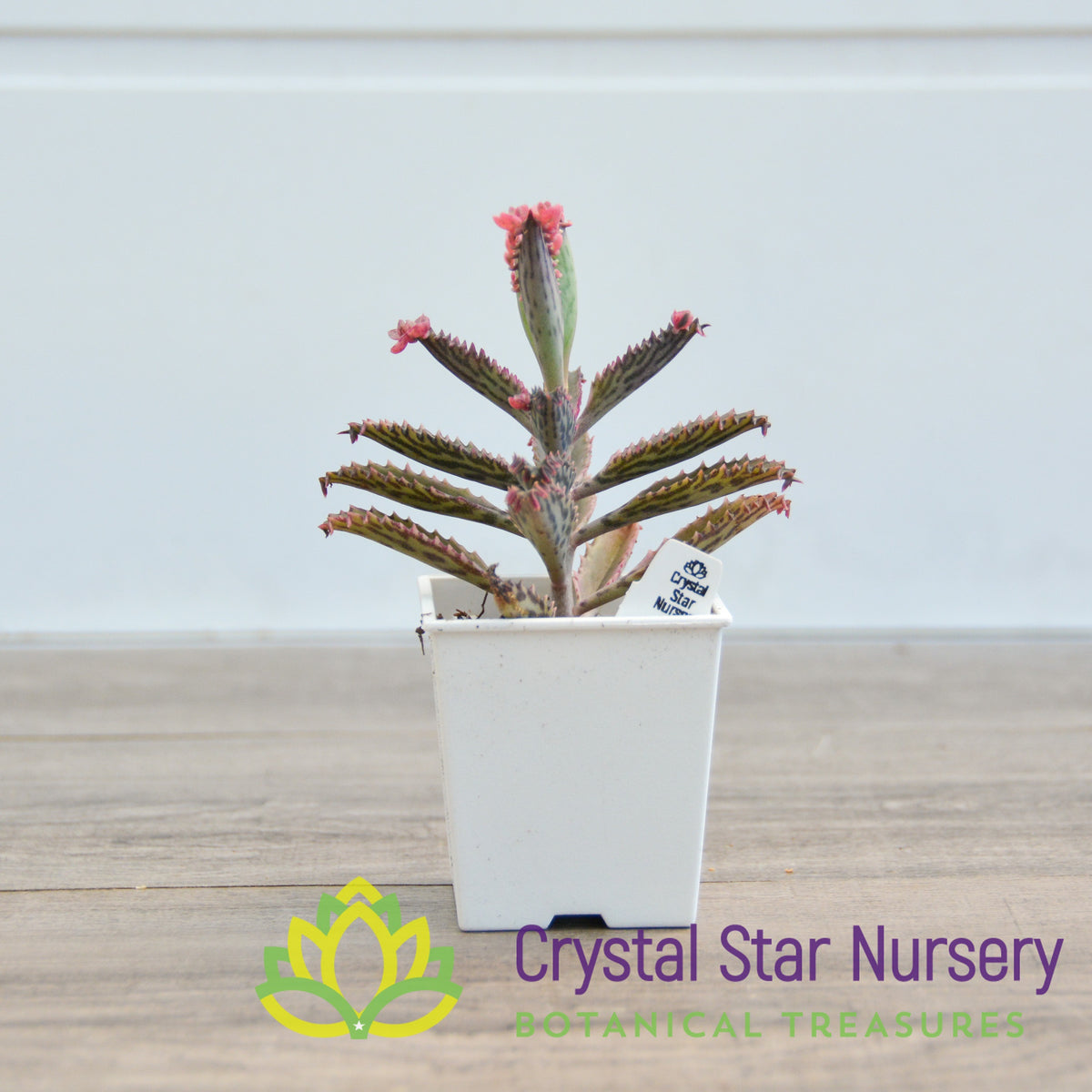Kalanchoe &#39;Pink Butterfly&#39;