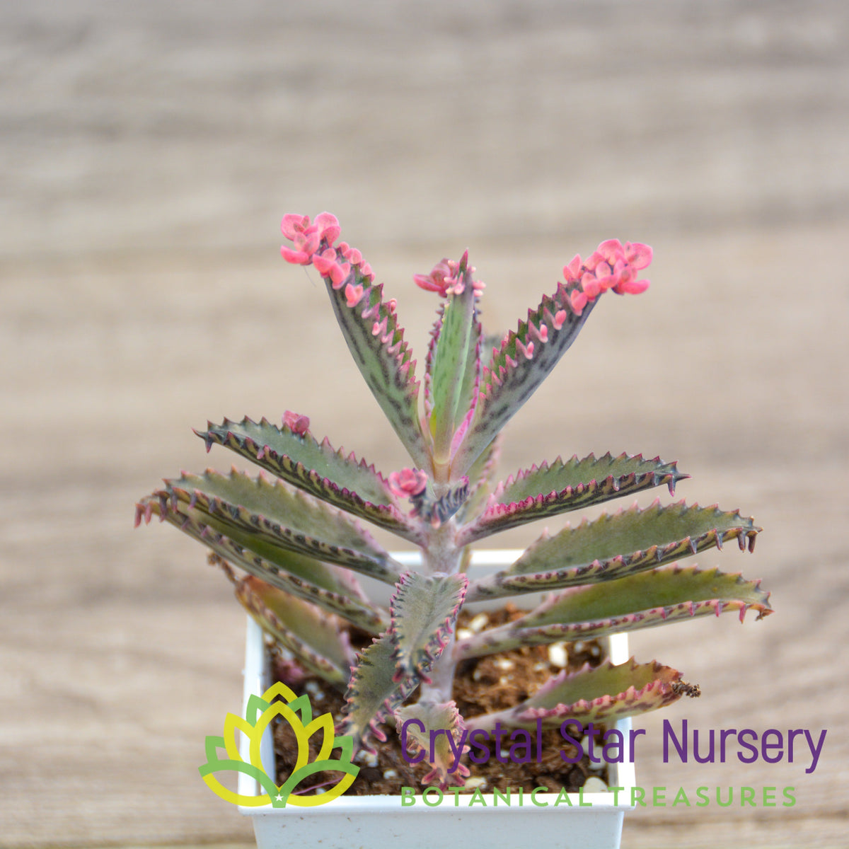 Kalanchoe &#39;Pink Butterfly&#39;