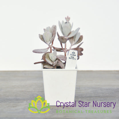 Kalanchoe Pumila