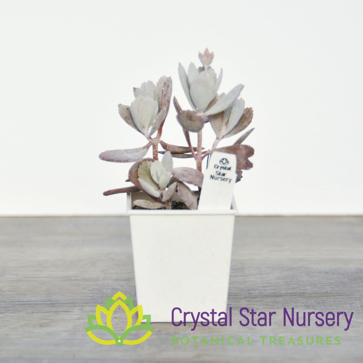 Kalanchoe Pumila