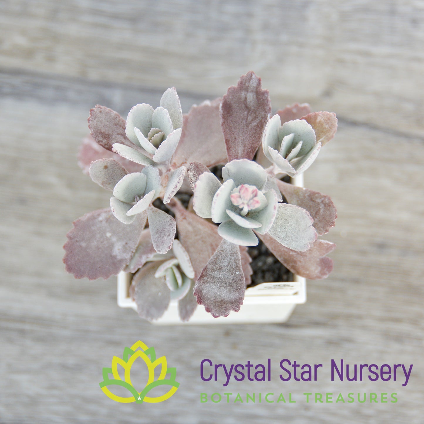 Kalanchoe Pumila