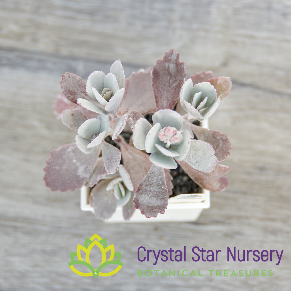 Kalanchoe Pumila