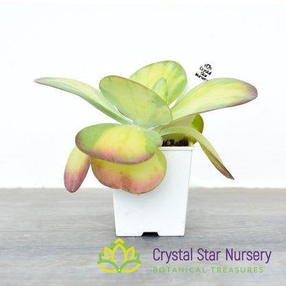 Kalanchoe thyrsiflora Variegated