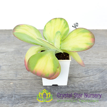 Kalanchoe thyrsiflora Variegated