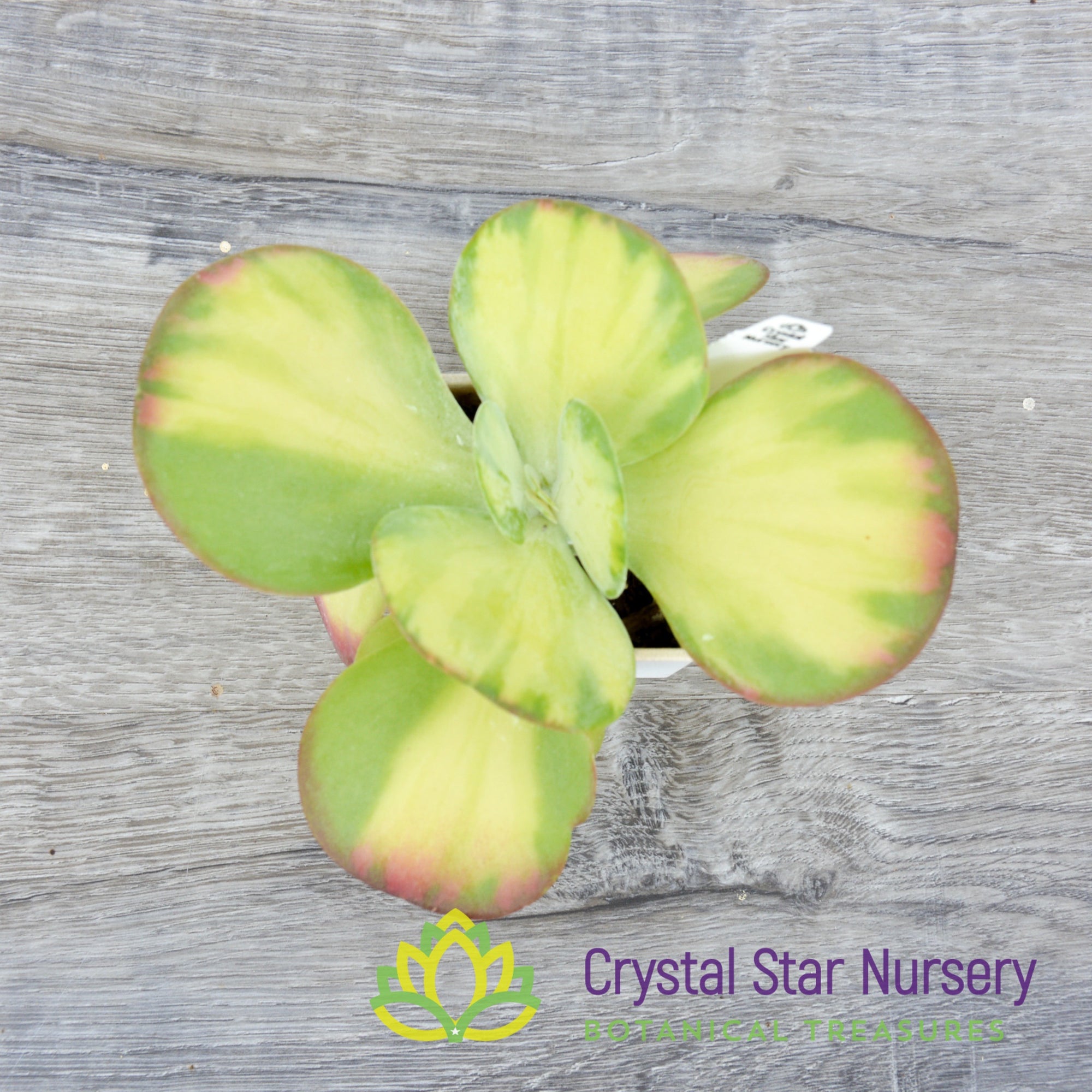 Kalanchoe Thyrsiflora Variegated Crystal Star Nursery