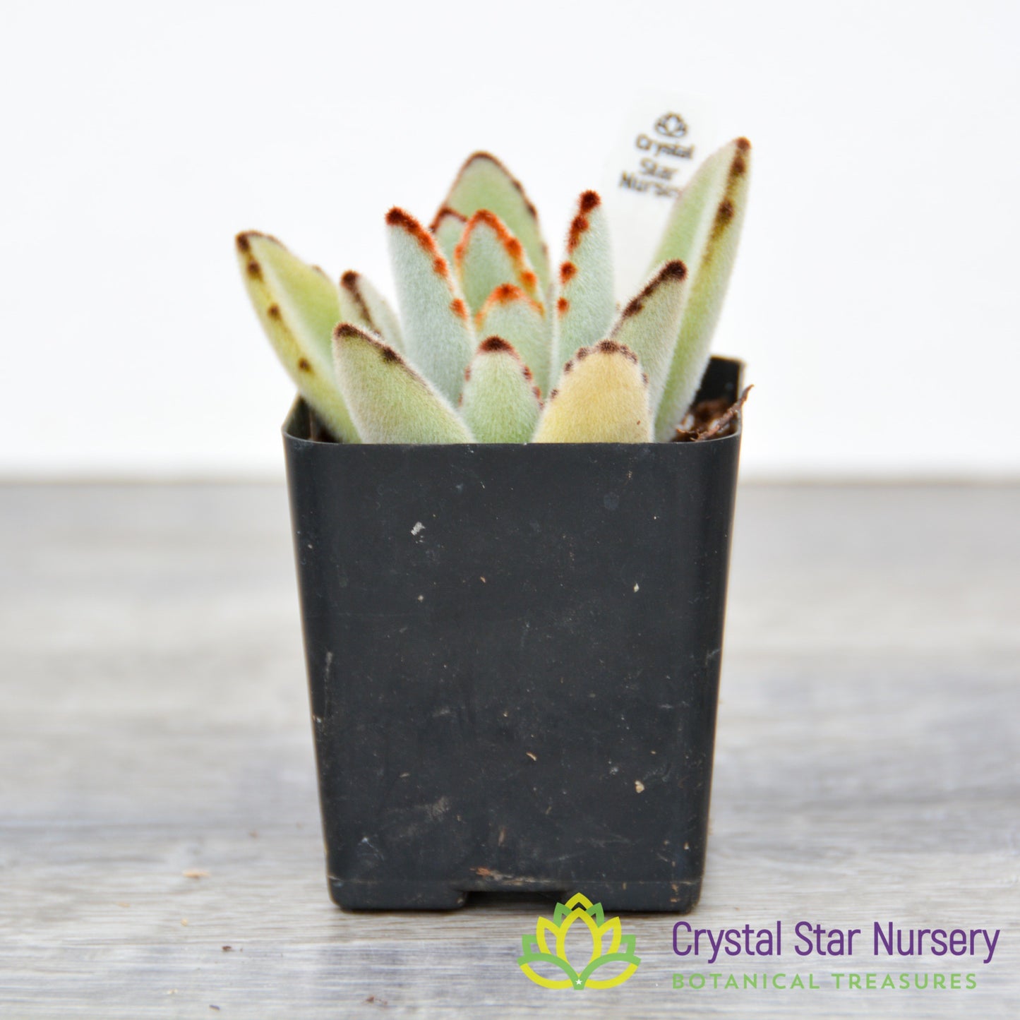 Kalanchoe Tomentosa 'Panda Plant'