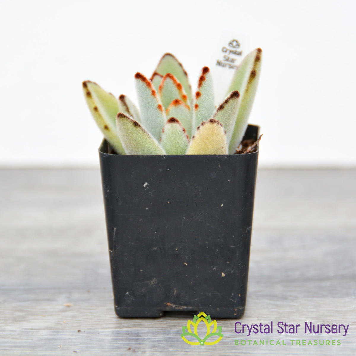 Kalanchoe Tomentosa &#39;Panda Plant&#39;