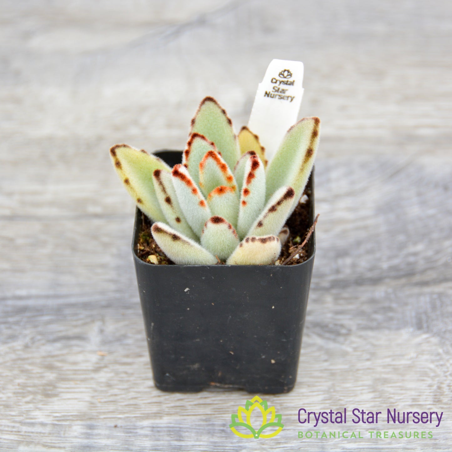 Kalanchoe Tomentosa 'Panda Plant'