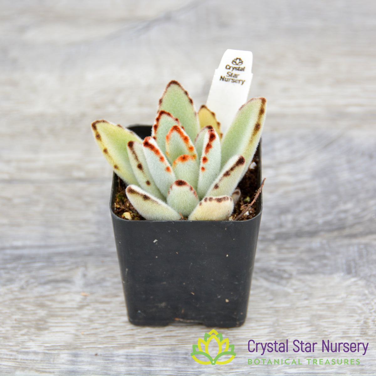 Kalanchoe Tomentosa &#39;Panda Plant&#39;